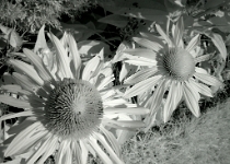 DSCN2533  Echinacea : Home, Infrared, Plants/Flowers, Macro, 2-Stars