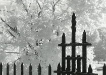 DSCN2598  Wrought Iron #1 : Infrared, NY, 2-Stars