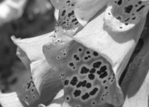 DSCN1615 : B&W, Plants/Flowers, Macro