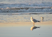 DSC 1177 : Water, Vacation, Beach, Sunrise/Sunset, Wildwood, 3-Stars