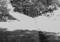 20190713-DSC 3474ir  Old Croton Aqueduct Trail in infrared