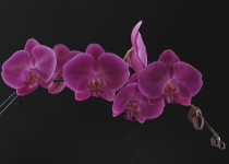 Orchids