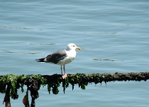 DSC 2716  Gull