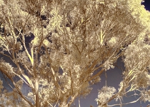 DSC 3320 1 2 Natural  Tree in IR : Infrared, HDR, San Francisco